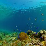 The Sea and Me, Prevent a CO2 Calamity