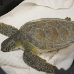 Tag! You're it! Sea Turtle Conservation - IN-PERSON